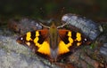 Beautiful Butterfly on the wild tree. Royalty Free Stock Photo