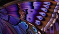 Beautiful butterfly wing texture background. Close-up macro photography. Royalty Free Stock Photo