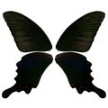 Beautiful butterfly wings in black with green and blue glimmerings spots Royalty Free Stock Photo