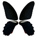 Beautiful butterfly wings with amazing details isolated on white background Royalty Free Stock Photo