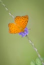 Beautiful butterfly with wonderful colors