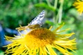 Blutterfly, Flower, Nature, Clolor, Close-up