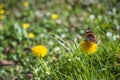 Beautiful butterfly on the yellow dandelion on sunny day