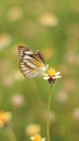 The beautiful butterfly and yellow flower