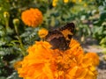 Beautiful butterfly on yellow flower Royalty Free Stock Photo