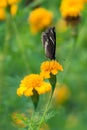 Beautiful butterfly on yellow flower,black butterfly,marigold flower