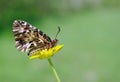 Beautiful butterfly on a yellow flower. spring butterflies. southern festoon. copy spaces. Royalty Free Stock Photo