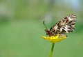 Beautiful butterfly on a yellow flower. spring butterflies. southern festoon. copy spaces. Royalty Free Stock Photo