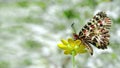 Beautiful butterfly on a yellow flower. spring butterflies. southern festoon. copy spaces. Royalty Free Stock Photo