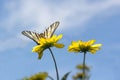 Beautiful butterfly on yellow flowers against the blue sky Royalty Free Stock Photo