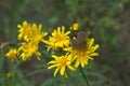 Beautiful butterfly on yellow flowers