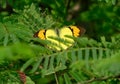 Beautiful Butterfly of yellow orange tip Ixias pyrene species sitting on the leaves Royalty Free Stock Photo