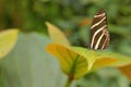 Beautiful butterfly Zebra Longwing, Heliconius charitonius. Butterfly in nature habitat. Nice insect from Costa Rica. Butterfly in