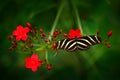 Beautiful butterfly Zebra Longwing, Heliconius charitonius. Nice insect from Costa Rica in the green forest. Butterfly with red fl Royalty Free Stock Photo