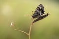 Beautiful butterfly Zerynthia polyxena at dawn in the first rays of the sun Royalty Free Stock Photo