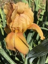 Beautiful Butterscotch Colored Tall Bearded Iris Bloom Royalty Free Stock Photo