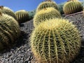 Beautiful cacti / cactus in Southern California