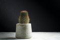 Beautiful cacti in cement pots, space for text