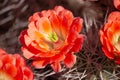 Beautiful cacti flowers bloomingin Arizona desert