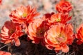 Beautiful cacti flowers blooming in spring time