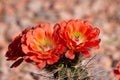 Beautiful cacti flowers blooming in spring time