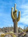 Beautiful cacti grow on volcanic stones at Isla Pescado