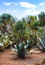 Beautiful cacti, palm trees and bushes