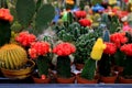 Beautiful cacti in store, garden, flower supermarket. Red, yellow, green grafted cactus in pot. Round cactus - plant for home,