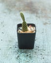 Beautiful cactus with small garden Royalty Free Stock Photo