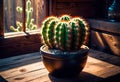 Beautiful cactus against the background of the Mexican desert, agave bush grows in the desert, Royalty Free Stock Photo