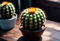 Beautiful cactus against the background of the Mexican desert, agave bush grows in the desert, Royalty Free Stock Photo