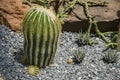 Beautiful cactus and aloe trees in little rocks Royalty Free Stock Photo