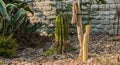 Beautiful cactus in a botanic garden in front of a stone wall