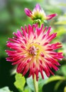 Beautiful cactus dahlia with shiny red and yellow colored spiky flowers in the cottage garden.