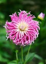 Beautiful cactus dahlia Stars Favourite with shiny pink and white colored spiky flowers in the cottage garden.