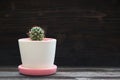 Beautiful cactus on dark background