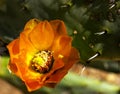 Beautiful cactus flower