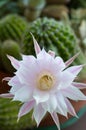 Beautiful cactus flower Echinopsis