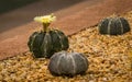 BEAUTIFUL CACTUS FLOWER ON LITTLE ROCKS Royalty Free Stock Photo