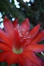 The desert cactus flower orange Royalty Free Stock Photo