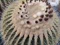 Watercolor cactus vector clip art. Green cacti Royalty Free Stock Photo