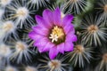 Beautiful cactus flowers focus on the pollen