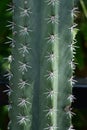 close up beautiful green cactus with spikes in the garden Royalty Free Stock Photo