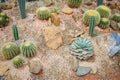 Beautiful Cactus garden. Royalty Free Stock Photo