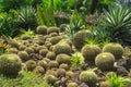 Beautiful Cactus garden, decorated with Cactuses, Agave, Crown of thorns plant, brown sand stone, green leafs of palm tree