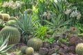 Beautiful Cactus garden, decorated with Cactuses, Agave, Crown of thorns plant, brown sand stone, green leafs shrub on background