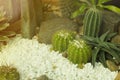 Beautiful cactus in the garden, life in the desert