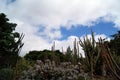 Beautiful cactus in a garden sky background Royalty Free Stock Photo