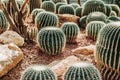 Cactus greenhouse with rocky ground and stones. Golden Barrel Ca