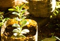 beautiful cactus group plant, galle sri lanka